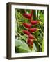 Heliconia Flower, Kula Eco Park, Coral Coast, Viti Levu, Fiji, South Pacific-David Wall-Framed Photographic Print