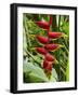 Heliconia Flower, Kula Eco Park, Coral Coast, Viti Levu, Fiji, South Pacific-David Wall-Framed Photographic Print