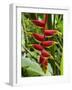 Heliconia Flower, Kula Eco Park, Coral Coast, Viti Levu, Fiji, South Pacific-David Wall-Framed Photographic Print