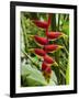 Heliconia Flower, Kula Eco Park, Coral Coast, Viti Levu, Fiji, South Pacific-David Wall-Framed Photographic Print