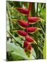 Heliconia Flower, Kula Eco Park, Coral Coast, Viti Levu, Fiji, South Pacific-David Wall-Mounted Photographic Print