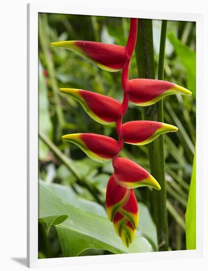 Heliconia Flower, Kula Eco Park, Coral Coast, Viti Levu, Fiji, South Pacific-David Wall-Framed Photographic Print