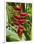 Heliconia Flower, Kula Eco Park, Coral Coast, Viti Levu, Fiji, South Pacific-David Wall-Framed Photographic Print