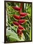 Heliconia Flower, Kula Eco Park, Coral Coast, Viti Levu, Fiji, South Pacific-David Wall-Framed Photographic Print