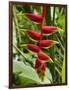 Heliconia Flower, Kula Eco Park, Coral Coast, Viti Levu, Fiji, South Pacific-David Wall-Framed Photographic Print