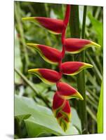 Heliconia Flower, Kula Eco Park, Coral Coast, Viti Levu, Fiji, South Pacific-David Wall-Mounted Photographic Print