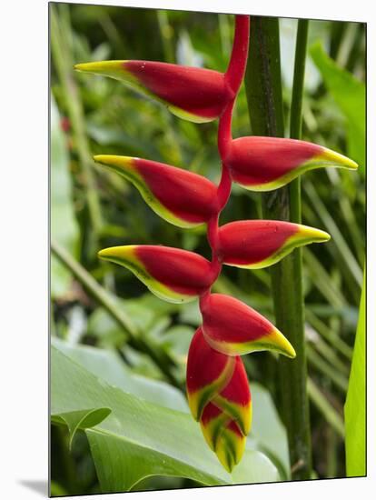 Heliconia Flower, Kula Eco Park, Coral Coast, Viti Levu, Fiji, South Pacific-David Wall-Mounted Photographic Print