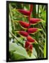 Heliconia Flower, Kula Eco Park, Coral Coast, Viti Levu, Fiji, South Pacific-David Wall-Framed Photographic Print