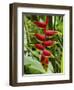 Heliconia Flower, Kula Eco Park, Coral Coast, Viti Levu, Fiji, South Pacific-David Wall-Framed Photographic Print