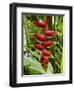 Heliconia Flower, Kula Eco Park, Coral Coast, Viti Levu, Fiji, South Pacific-David Wall-Framed Photographic Print