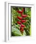 Heliconia Flower, Kula Eco Park, Coral Coast, Viti Levu, Fiji, South Pacific-David Wall-Framed Photographic Print