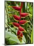 Heliconia Flower, Kula Eco Park, Coral Coast, Viti Levu, Fiji, South Pacific-David Wall-Mounted Photographic Print