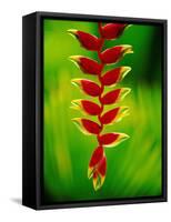 Heliconia Flower, Nadi, Fiji-Peter Hendrie-Framed Stretched Canvas