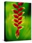 Heliconia Flower, Nadi, Fiji-Peter Hendrie-Stretched Canvas