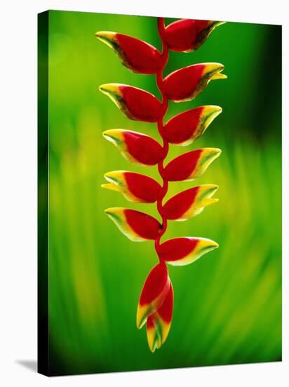 Heliconia Flower, Nadi, Fiji-Peter Hendrie-Stretched Canvas