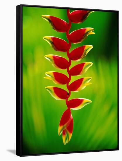 Heliconia Flower, Nadi, Fiji-Peter Hendrie-Framed Stretched Canvas