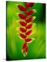 Heliconia Flower, Nadi, Fiji-Peter Hendrie-Stretched Canvas