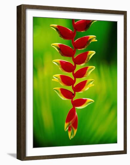 Heliconia Flower, Nadi, Fiji-Peter Hendrie-Framed Premium Photographic Print