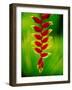 Heliconia Flower, Nadi, Fiji-Peter Hendrie-Framed Photographic Print