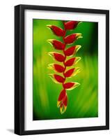 Heliconia Flower, Nadi, Fiji-Peter Hendrie-Framed Photographic Print