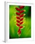 Heliconia Flower, Nadi, Fiji-Peter Hendrie-Framed Photographic Print