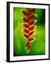 Heliconia Flower, Nadi, Fiji-Peter Hendrie-Framed Photographic Print