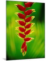 Heliconia Flower, Nadi, Fiji-Peter Hendrie-Mounted Photographic Print