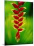 Heliconia Flower, Nadi, Fiji-Peter Hendrie-Mounted Photographic Print