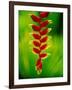 Heliconia Flower, Nadi, Fiji-Peter Hendrie-Framed Photographic Print