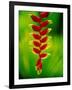 Heliconia Flower, Nadi, Fiji-Peter Hendrie-Framed Photographic Print