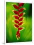 Heliconia Flower, Nadi, Fiji-Peter Hendrie-Framed Photographic Print