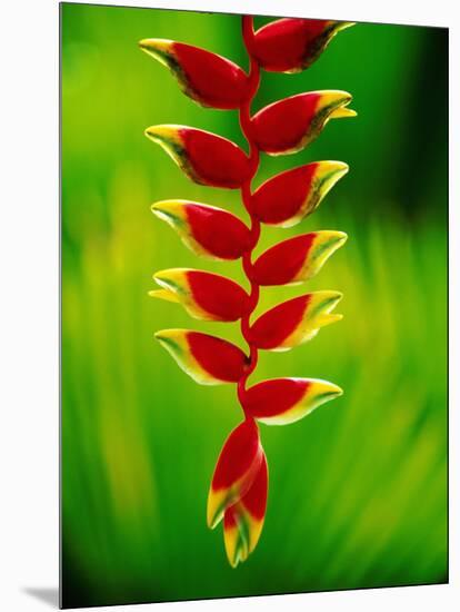Heliconia Flower, Nadi, Fiji-Peter Hendrie-Mounted Photographic Print