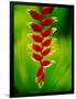 Heliconia Flower, Nadi, Fiji-Peter Hendrie-Framed Photographic Print