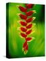 Heliconia Flower, Nadi, Fiji-Peter Hendrie-Stretched Canvas