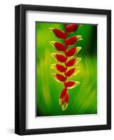 Heliconia Flower, Nadi, Fiji-Peter Hendrie-Framed Photographic Print