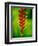 Heliconia Flower, Nadi, Fiji-Peter Hendrie-Framed Photographic Print