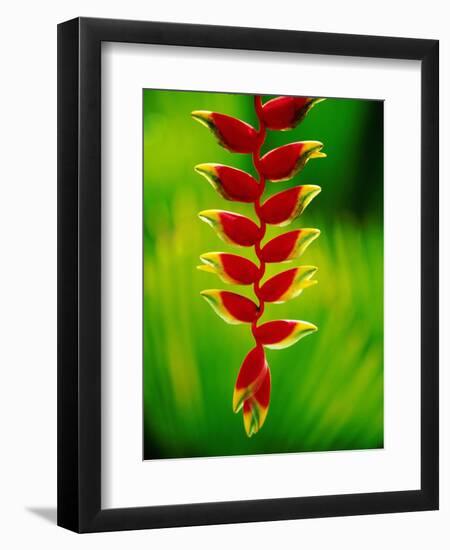 Heliconia Flower, Nadi, Fiji-Peter Hendrie-Framed Photographic Print