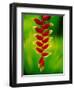 Heliconia Flower, Nadi, Fiji-Peter Hendrie-Framed Photographic Print