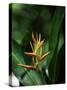 Heliconia Flower, St. Lucia, Windward Islands, West Indies, Caribbean, Central America-Yadid Levy-Stretched Canvas