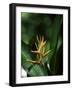 Heliconia Flower, St. Lucia, Windward Islands, West Indies, Caribbean, Central America-Yadid Levy-Framed Photographic Print