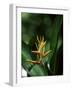 Heliconia Flower, St. Lucia, Windward Islands, West Indies, Caribbean, Central America-Yadid Levy-Framed Photographic Print