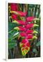 Heliconia Flowering in the Highlands of Papua New Guinea, Papua New Guinea-Michael Runkel-Framed Photographic Print