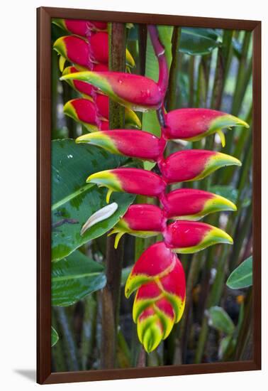 Heliconia Flowering in the Highlands of Papua New Guinea, Papua New Guinea-Michael Runkel-Framed Photographic Print
