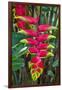 Heliconia Flowering in the Highlands of Papua New Guinea, Papua New Guinea-Michael Runkel-Framed Photographic Print