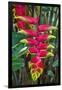 Heliconia Flowering in the Highlands of Papua New Guinea, Papua New Guinea-Michael Runkel-Framed Photographic Print