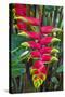 Heliconia Flowering in the Highlands of Papua New Guinea, Papua New Guinea-Michael Runkel-Stretched Canvas