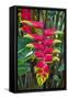 Heliconia Flowering in the Highlands of Papua New Guinea, Papua New Guinea-Michael Runkel-Framed Stretched Canvas
