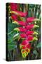 Heliconia Flowering in the Highlands of Papua New Guinea, Papua New Guinea-Michael Runkel-Stretched Canvas