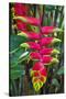 Heliconia Flowering in the Highlands of Papua New Guinea, Papua New Guinea-Michael Runkel-Stretched Canvas