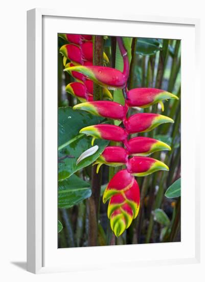 Heliconia Flowering in the Highlands of Papua New Guinea, Papua New Guinea-Michael Runkel-Framed Photographic Print